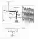 Fig. 01 - Speckle reduction in optical coherence tomography by path length encoded angular compounding