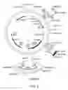 Fig. 07 - FORMULATION FOR ANTI-ALPHA4BETA7 ANTIBODY