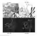 Fig. 43 - Neutralizing antibodies to HIV-1 and their use