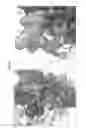 Fig. 44 - Neutralizing antibodies to HIV-1 and their use