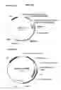 Fig. 80 - Neutralizing antibodies to HIV-1 and their use