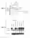 Fig. 02 - Methods and compositions for modulating hepsin activation of macrophage-stimulating protein