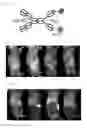 Fig. 35 - Bi-specific digoxigenin binding antibodies