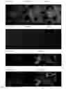 Fig. 44 - Bi-specific digoxigenin binding antibodies