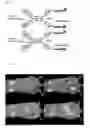 Fig. 46 - Bi-specific digoxigenin binding antibodies