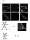 Fig. 49 - Bi-specific digoxigenin binding antibodies
