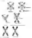 Fig. 64 - Bi-specific digoxigenin binding antibodies