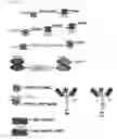 Fig. 65 - Bi-specific digoxigenin binding antibodies