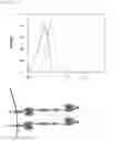 Fig. 71 - Bi-specific digoxigenin binding antibodies