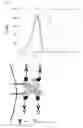 Fig. 76 - Bi-specific digoxigenin binding antibodies