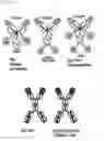 Fig. 87 - Bi-specific digoxigenin binding antibodies