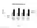 Fig. 03 - Vaccine vectors and methods of enhancing immune responses
