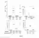 Fig. 04 - Methods and compositions related to immunogenic fibrils