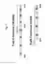 Fig. 02 - Multivalent live vector vaccine against -associated disease