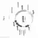 Fig. 09 - Multivalent live vector vaccine against -associated disease