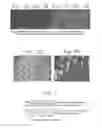 Fig. 02 - Cochleate compositions directed against expression of proteins
