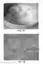 Fig. 07 - PROCESSING COCOA BEANS AND OTHER SEEDS