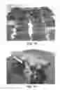Fig. 08 - PROCESSING COCOA BEANS AND OTHER SEEDS