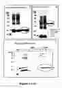 Fig. 02 - High throughput cell-based HPV immunoassays for diagnosis and screening of HPV-associated cancers
