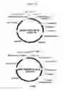 Fig. 02 - Expression vector suitable for expression of a coding sequence for gene therapy