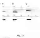 Fig. 22 - Expanding the eukaryotic genetic code