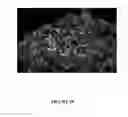 Fig. 19 - COMPOSITIONS AND METHODS FOR THE RAPID BIOSYNTHESIS AND IN VIVO SCREENING OF BIOLOGICALLY RELEVANT PEPTIDES