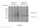 Fig. 24 - COMPOSITIONS AND METHODS FOR THE RAPID BIOSYNTHESIS AND IN VIVO SCREENING OF BIOLOGICALLY RELEVANT PEPTIDES