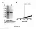 Fig. 31 - COMPOSITIONS AND METHODS FOR THE RAPID BIOSYNTHESIS AND IN VIVO SCREENING OF BIOLOGICALLY RELEVANT PEPTIDES
