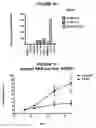 Fig. 07 - 1-(5-tert-butyl-2-phenyl-2H-pyrazol-3-yl)-3-[2-fluoro-4-(1-methyl-2-oxo-2,3-dihydro-1H-imidazo[4,5-B]pyridin-7-yloxy)-phenyl]-urea and related compounds and their use in therapy