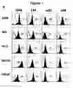 Fig. 02 - REPLICATING VIRAL VECTORS FOR GENE THERAPY
