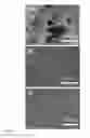 Fig. 02 - POLYMER BLENDS COMPRISING PHASE-ENCAPSULATED THERMOPLASTIC STARCH AND PROCESS FOR MAKING THE SAME
