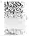 Fig. 04 - LINE AND EDGE DETECTION AND ENHANCEMENT