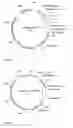 Fig. 02 - PROTEIN EXPRESSION SYSTEMS