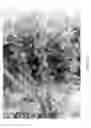 Fig. 07 - Soybean varieties and methods for producing said varieties