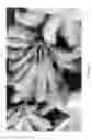 Fig. 08 - Soybean varieties and methods for producing said varieties
