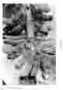 Fig. 09 - Soybean varieties and methods for producing said varieties
