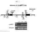 Fig. 03 - OsMPT gene for modifying plant architecture and increasing yield, and uses thereof