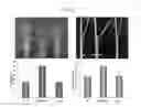 Fig. 04 - OsMPT gene for modifying plant architecture and increasing yield, and uses thereof