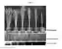 Fig. 05 - OsMPT gene for modifying plant architecture and increasing yield, and uses thereof