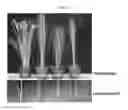 Fig. 06 - OsMPT gene for modifying plant architecture and increasing yield, and uses thereof