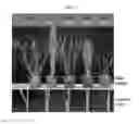 Fig. 07 - OsMPT gene for modifying plant architecture and increasing yield, and uses thereof