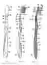 Fig. 06 - Oral hygiene device, particularly a toothbrush, and method for the production thereof