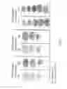 Fig. 09 - RADIOLABELLING