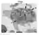 Fig. 01 - CELLS, COMPOSITIONS AND METHODS
