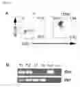 Fig. 06 - CELLS, COMPOSITIONS AND METHODS