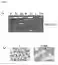 Fig. 07 - CELLS, COMPOSITIONS AND METHODS