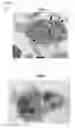 Fig. 08 - CELLS, COMPOSITIONS AND METHODS