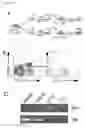 Fig. 28 - CELLS, COMPOSITIONS AND METHODS