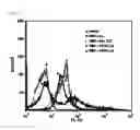 Fig. 07 - Biodegradable PAOX polymer particle with cationic property