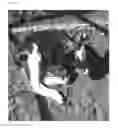 Fig. 02 - Compositions and Methods of Use for Livestock Pen Spray
